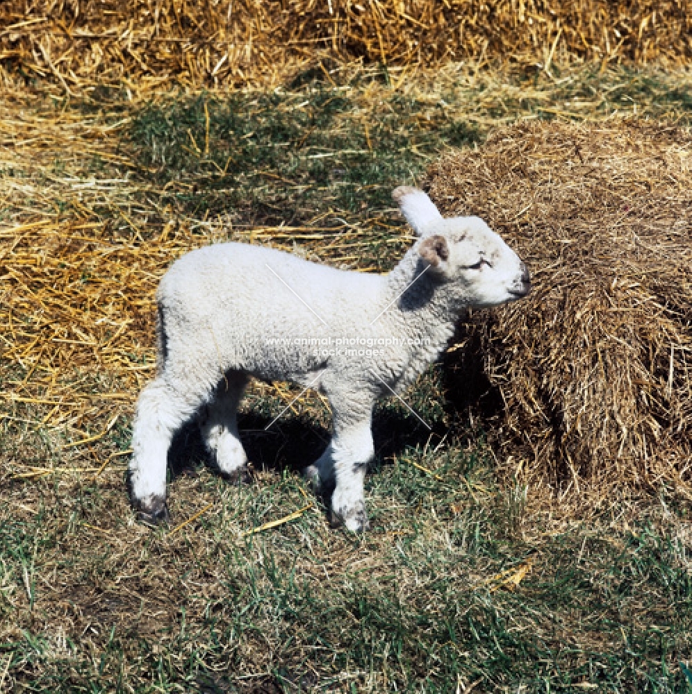 lamb near straw