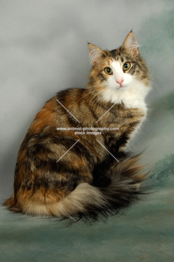 brown tortie and white norwegian forest cat, sitting