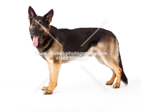 German Shepherd Dog, side view