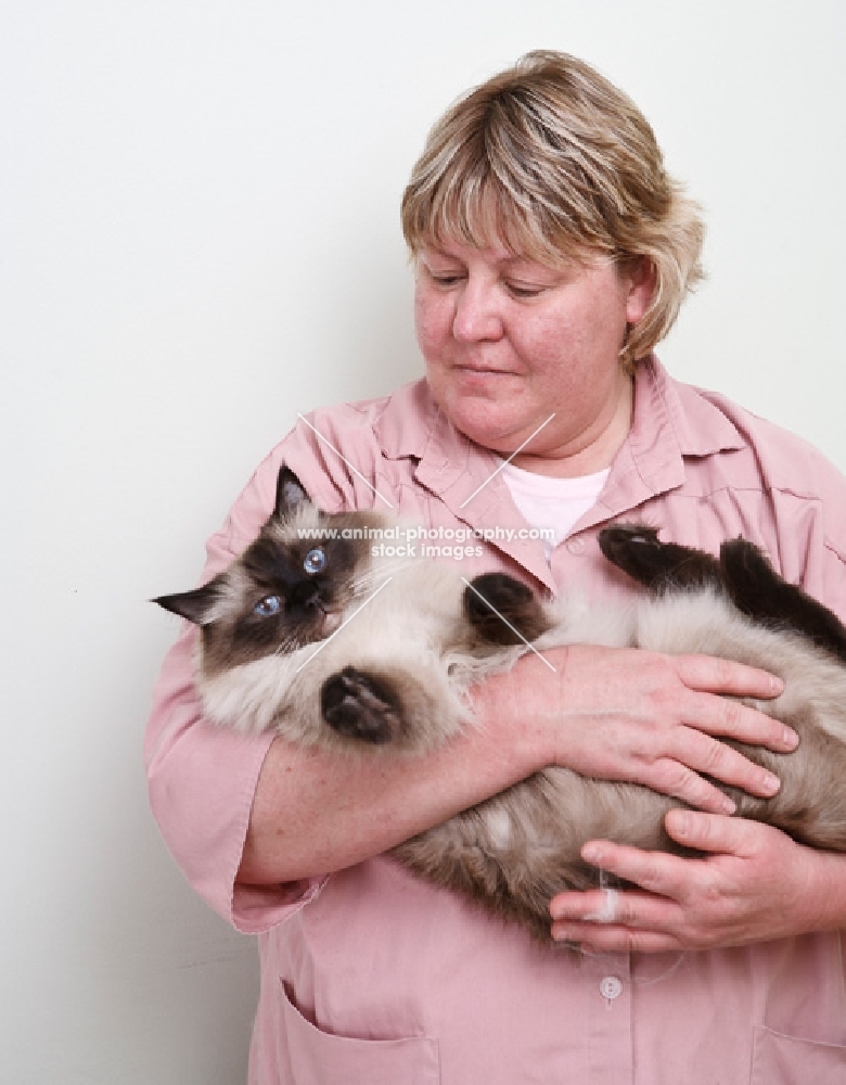 woman holding Ragdoll