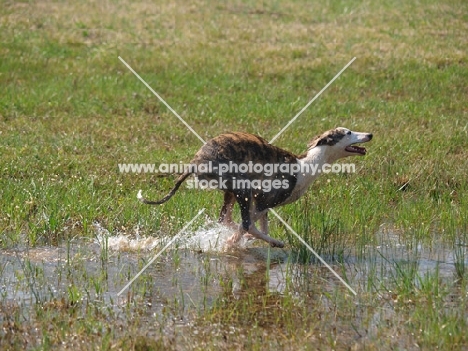 Whippet running through at full speed water