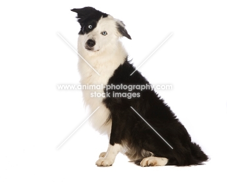 border collie on white background, sitting down