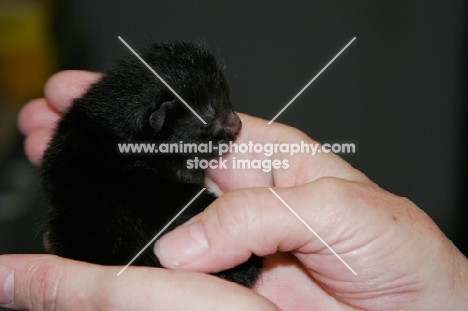 newborn American Curl