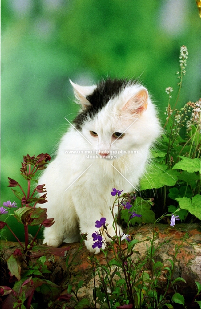 black and white kitten on log