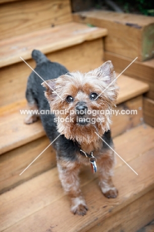 yorkshire terrier mix standing on stairs