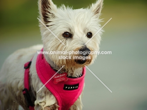 West Highland White Terrier