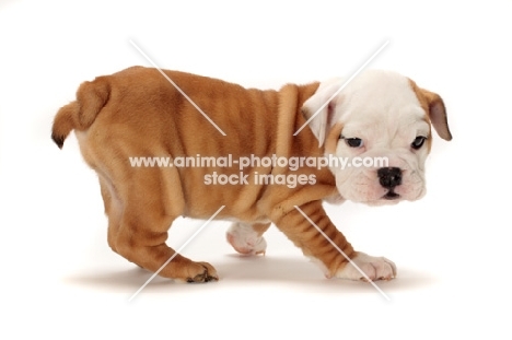 red and white Bulldog puppy walking on white background