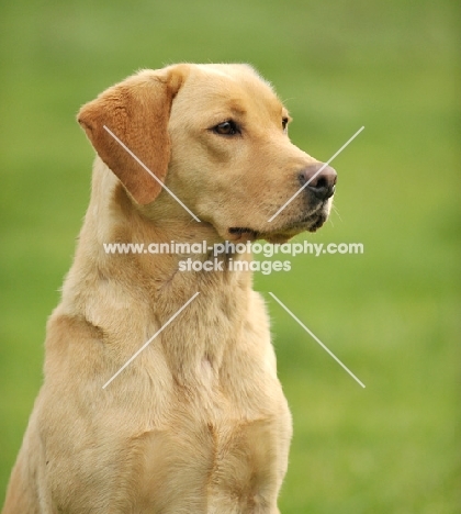 cream Labrador Retriever portrait