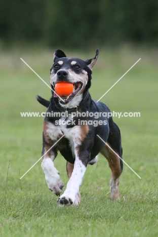 cross bred dog with red ball