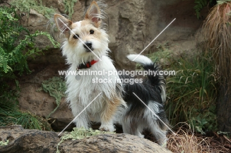 Terrier Crossbreed