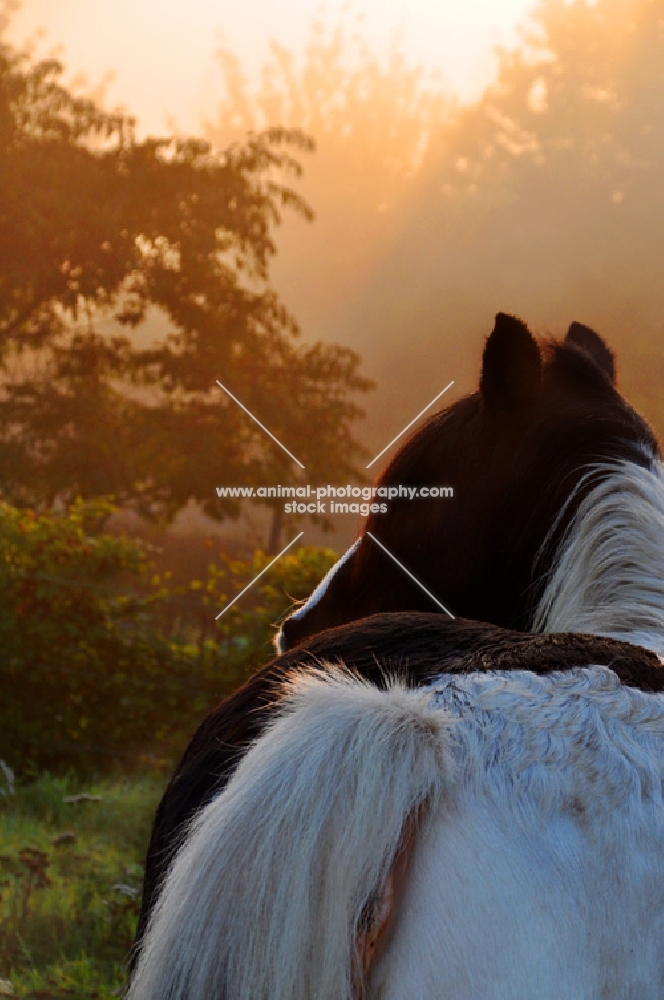 horse looking out into morning sunrise