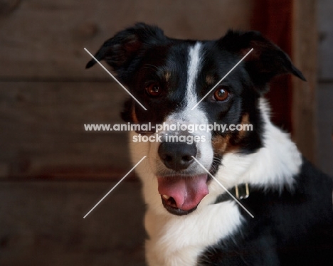 Border Collie