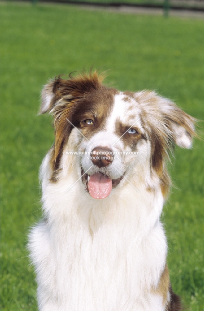 Australian Shepherd portrait