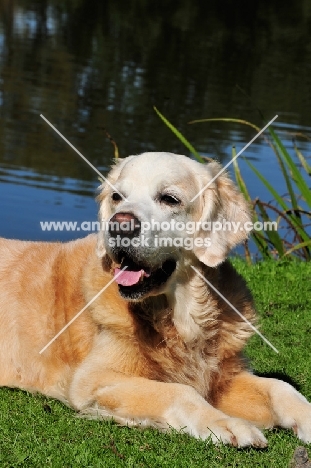 Golden Retriever lying down, looking away