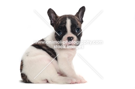 brindle and white Boston Terrier puppy, sitting down