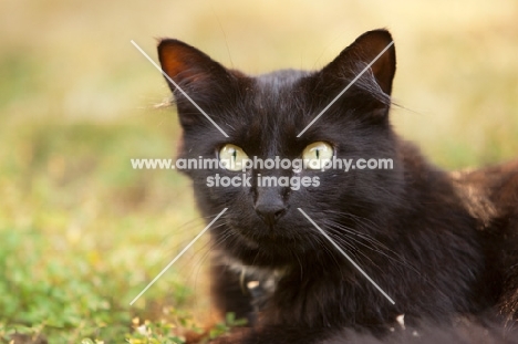 black cat lying on grass