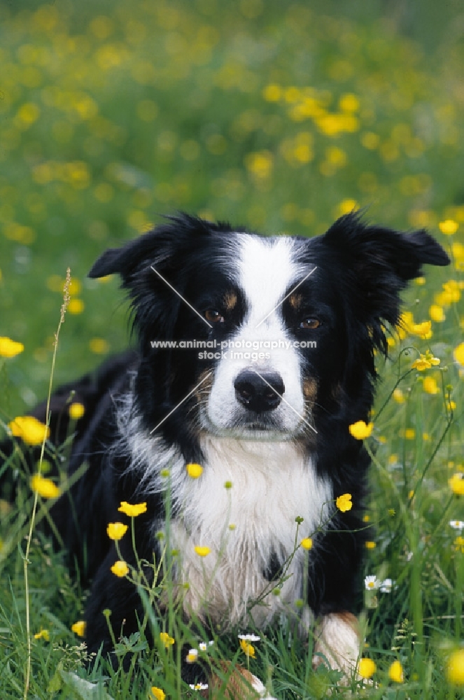 Border Collie in buttercup field