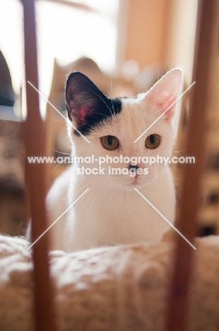 bi coloured young cat at home