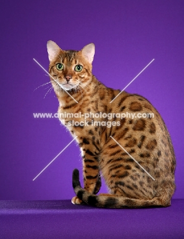 Bengal sitting on purple background