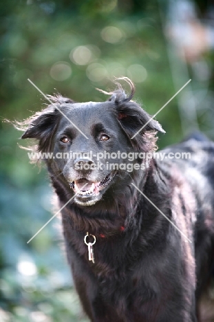 black shepherd mix smiling into camera