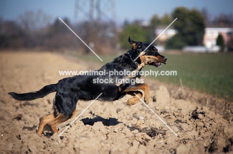 black and tan dog jumping in a field with a big stick in its mouth