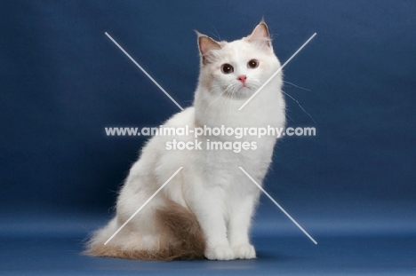 Blue Tortie Point Bi-Color Ragdoll sitting on blue background