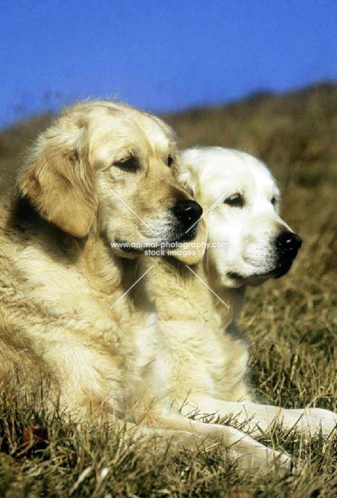 ch westley martha, ch westley mabella, 2 golden retrievers on hillside