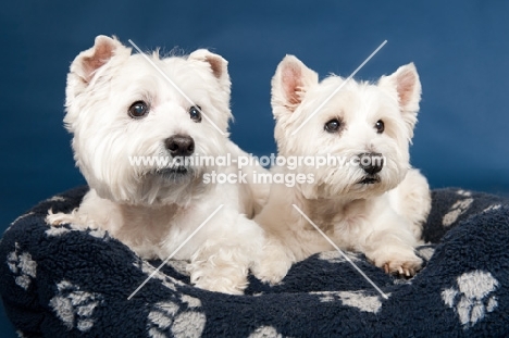 two West Highland White Terriers together in a basket