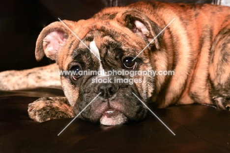 Brindle Bulldog puppy