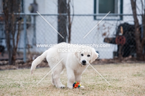 Golden retriever puppy playing with toy outside.