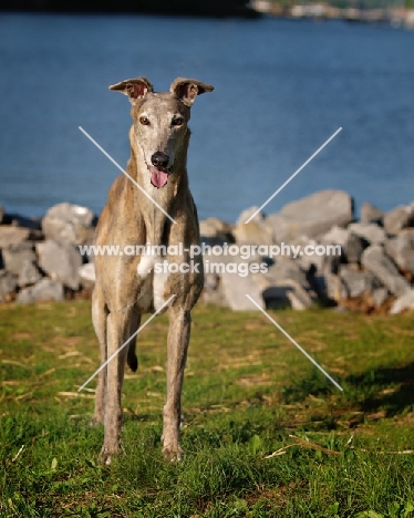 Greyhound, front view