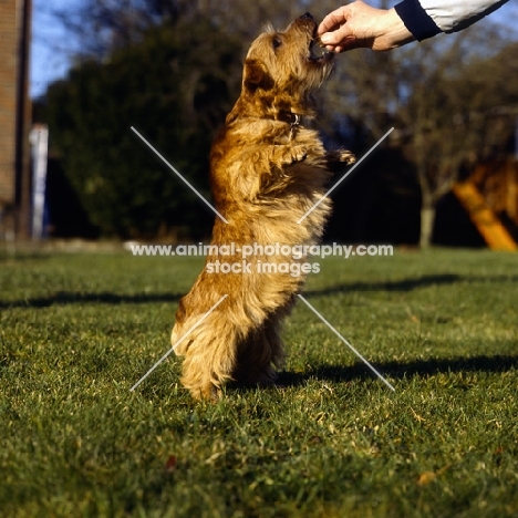 norfolk terrier receiving reward