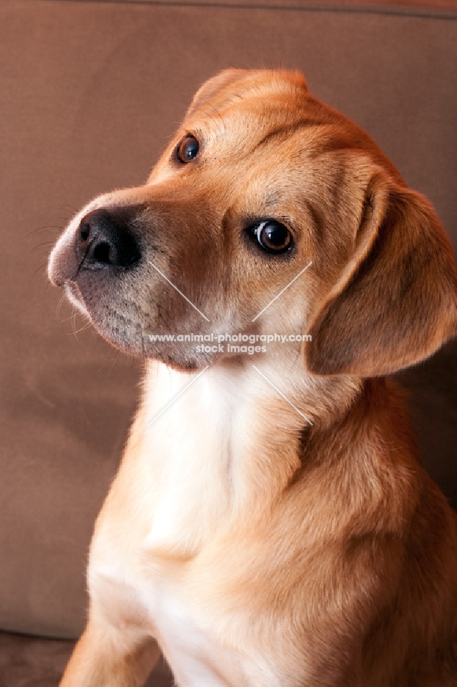 portrait of yellow labrador mix