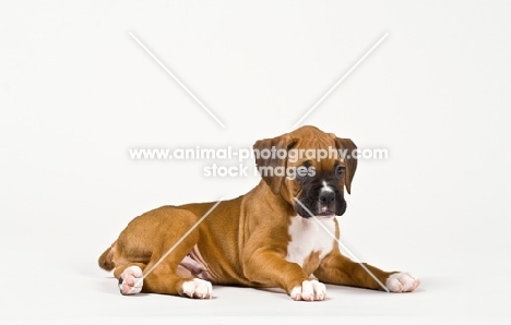 Boxer puppy lying on white background