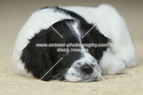 English Springer Spaniel puppy