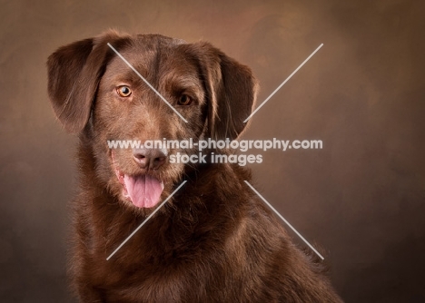 brown dog in studio against brown background