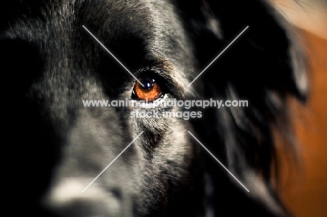 Orange eye on black dog