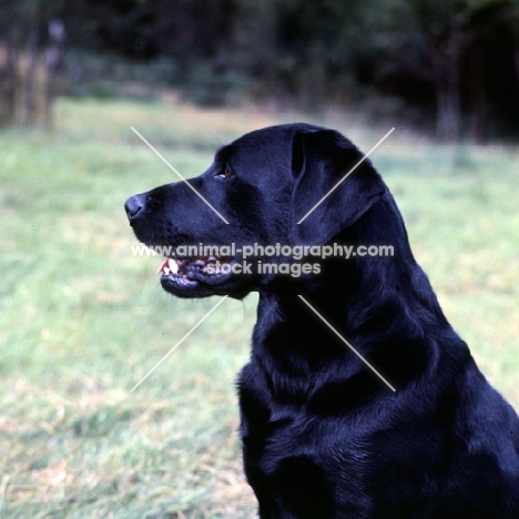 black labrador retriever