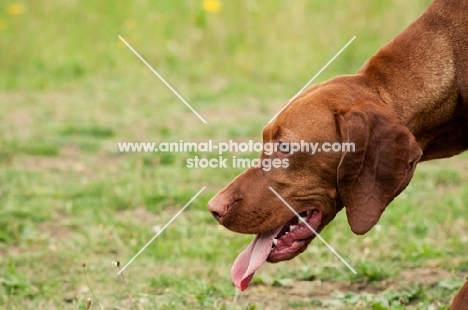 Hungarian Vizsla tongue out