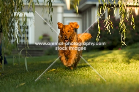 Golden Retriever running in garden