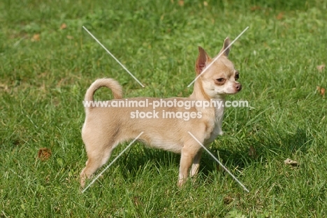 Smooth Chihuahua standing on grass