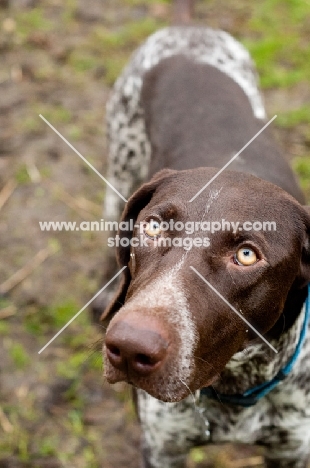 German Shorthaired Pointer looking towards camera