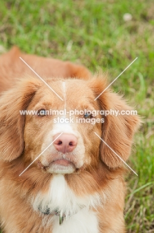 Nova Scotia Duck Tolling Retriever 