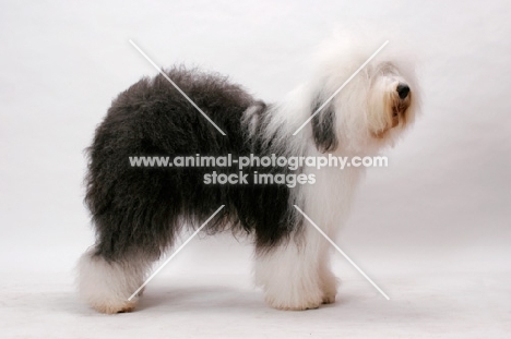 Australian Champion Old English Sheepdog, posed