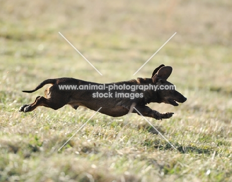 black dog running on grass