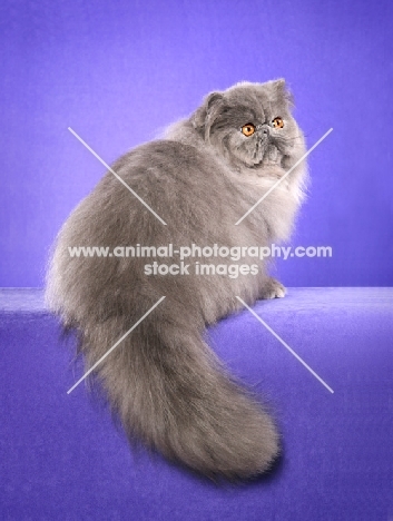 Persian on purple