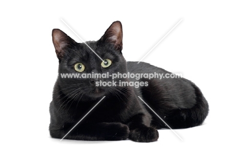 black shorthair lying down