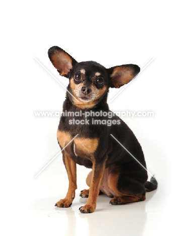 Chihuahua dog with big ears in studio looking at camera