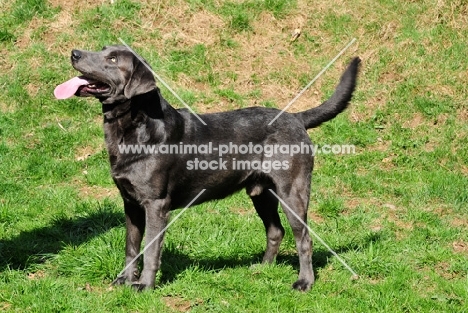 charcoal Labrador, side view (rare colour)