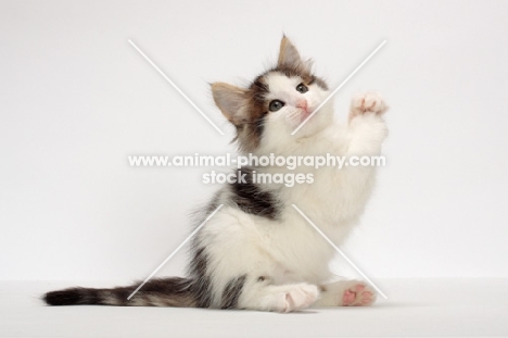 Brown Tabby & White Norwegian Forest kitten, one leg up